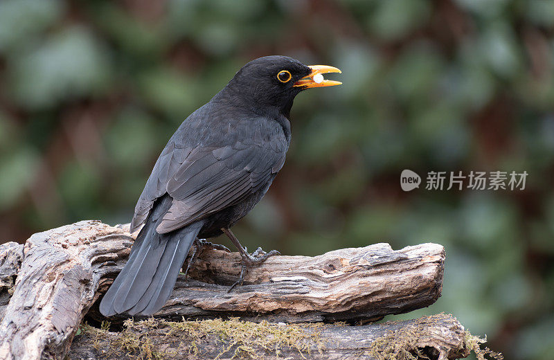 黑鸟（Turdus merula）